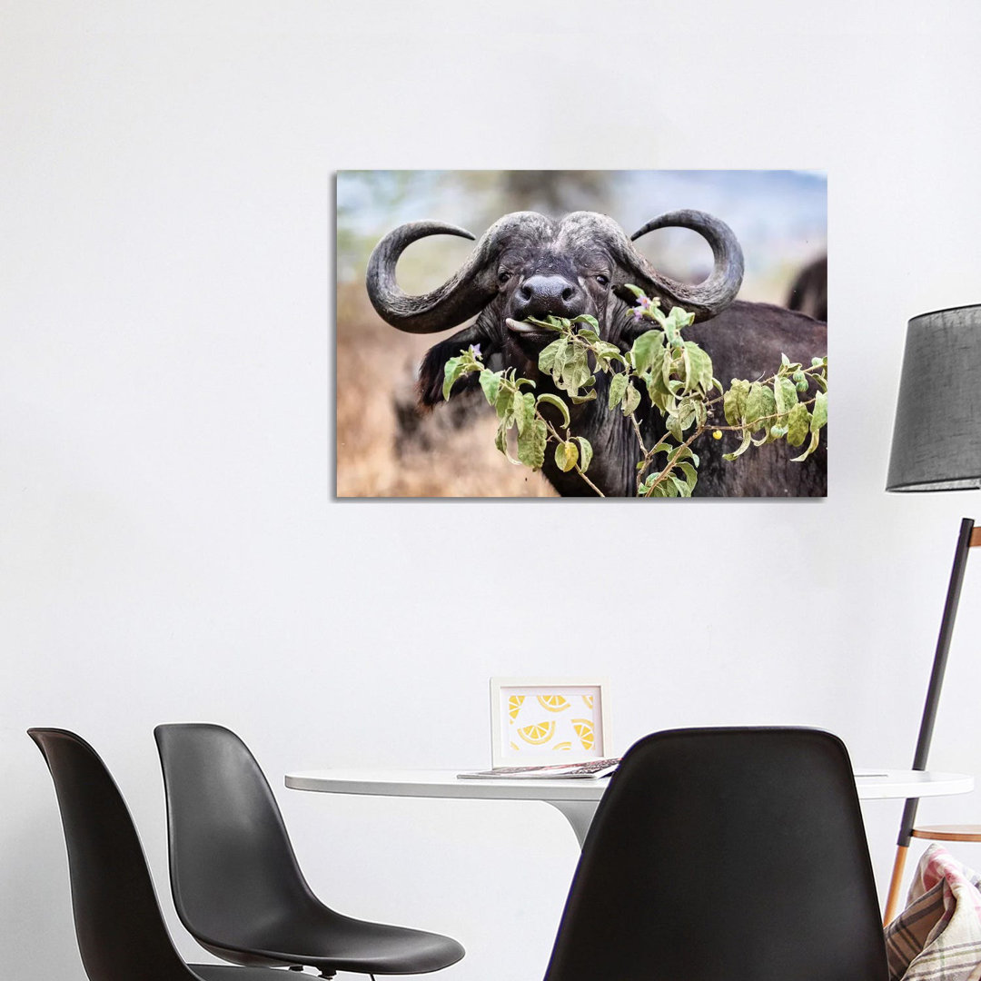 Closeup Cape Buffalo Eating Flower von Susan Richey - Gallery-Wrapped Canvas Giclée