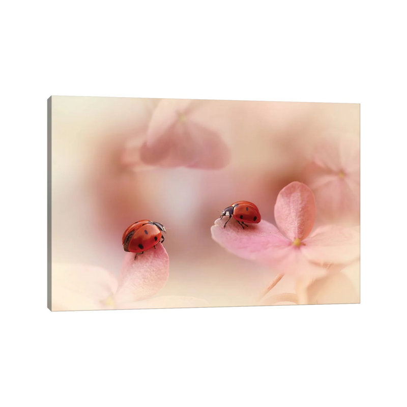 Ladybugs On Pink Hydrangea by Ellen Van Deelen - Print on Canvas, Wrapped Canvas, 45.72cm H x 66.04cm W x 3.81cm D