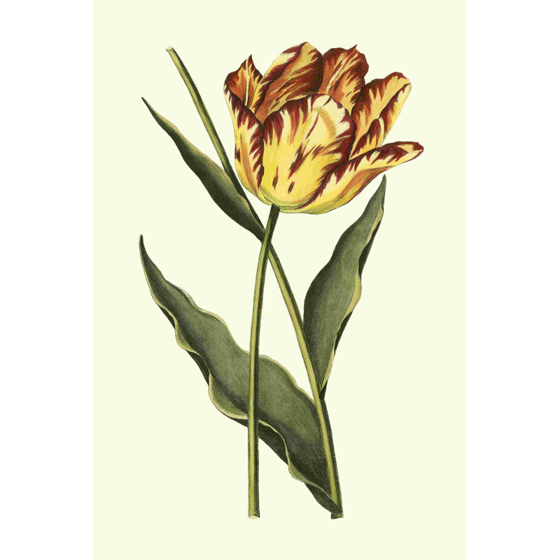 Tulipes rétro I, H 30 po x l 20 po