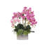 Orchid in Pot