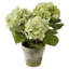 Hydrangeas 3 Stems in Clay Pot-1546946286
