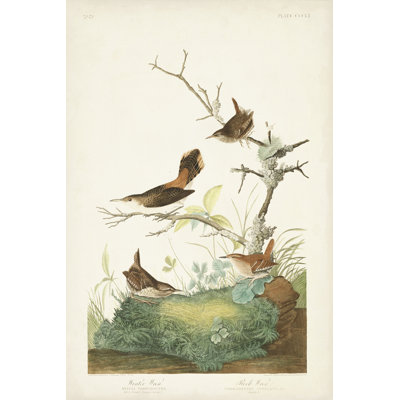 Pl. 360 Wren d'hiver