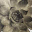 Gold Succulent C Print
