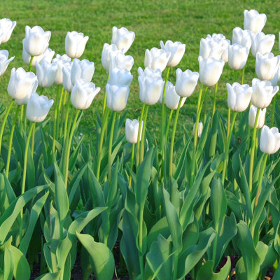 Colossal White Tulips - Spring Blooming Giant White Flowers- 6 Bulbs - Attracts Butterflies, Bees & Hummingbirds