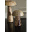 Ensemble de champignon Porcini de 3 à 3 po / 4 po / 5 po