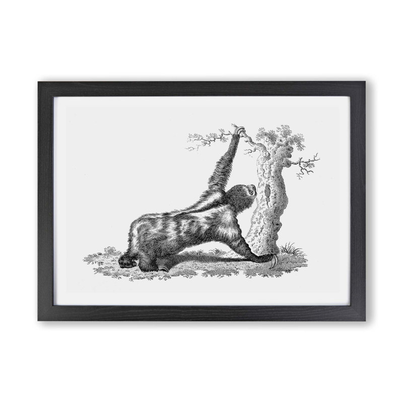 Three-toed Sloth in Black & White - Framed Print, 33cm H x 45cm W x 2cm D, Black