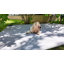 Lit pour chien Cooling Elevated-1581539443-1581539441