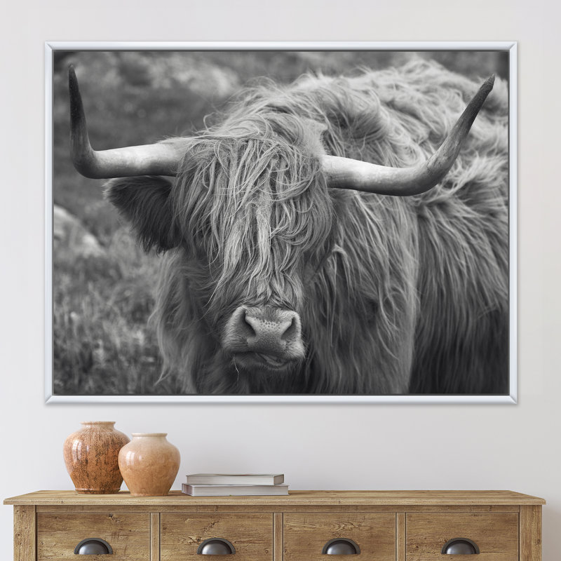 «Scottish Cow on Moorland I» - photographie sur toile, H 16 po x l 32 po x p 1 po, Cadre flottant blanc