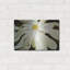 «White Flower» par Dennis Frates-185600226