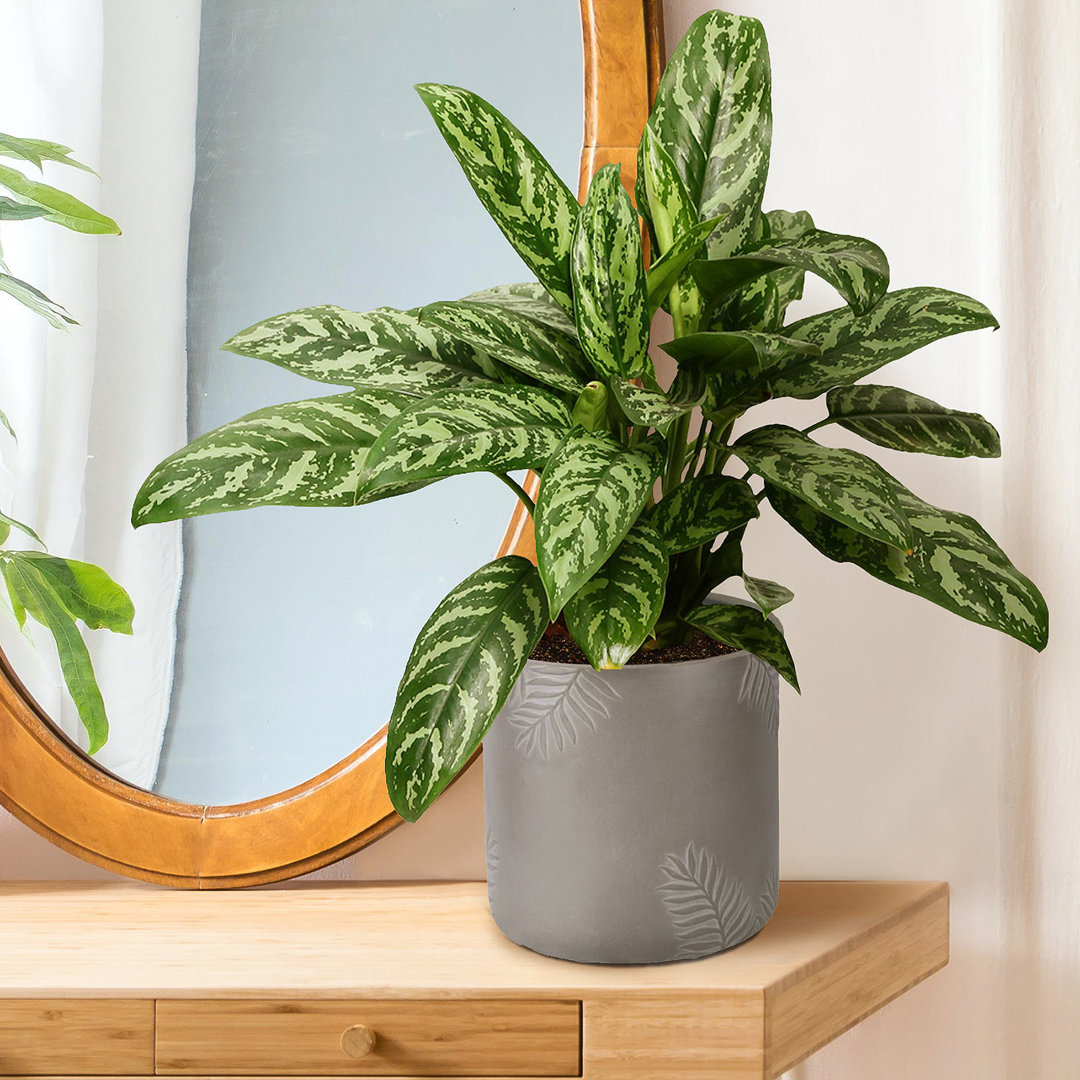 IDEALIST Leaf Embossed Brown Cylinder Planter Table, Indoor Plant Pot / Hanging Planters D24 H24 cm, 10.9L