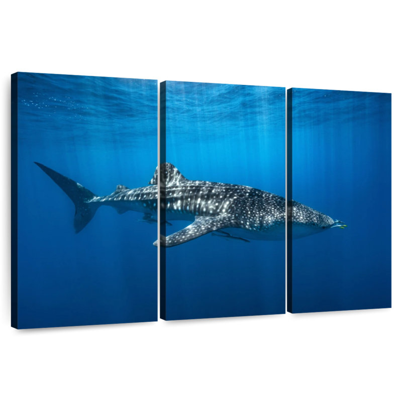 Brampt Whale Shark In The Blue, 36" H x 57" W