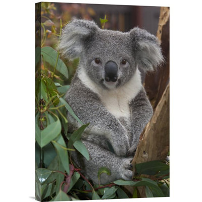 " Koala, Native To Australia "