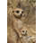 Mother and Baby Meerkat