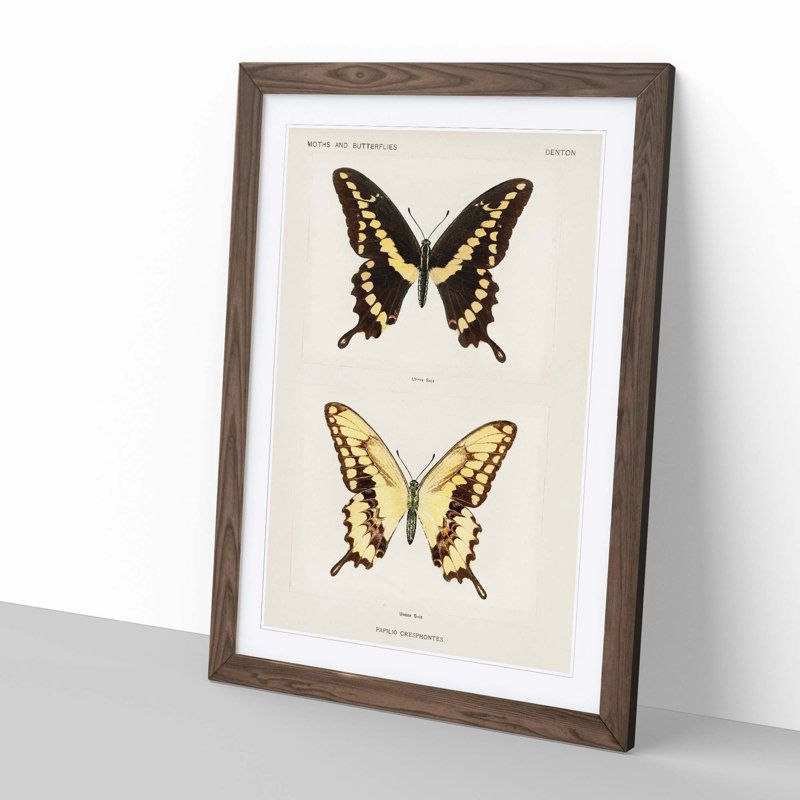 Giant Swallowtail Butterfly by S.F. Denton - Picture Frame Painting Print, 65cm H x 48cm W x 2cm D, Walnut Framed