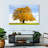 Harnek Linden-107855072