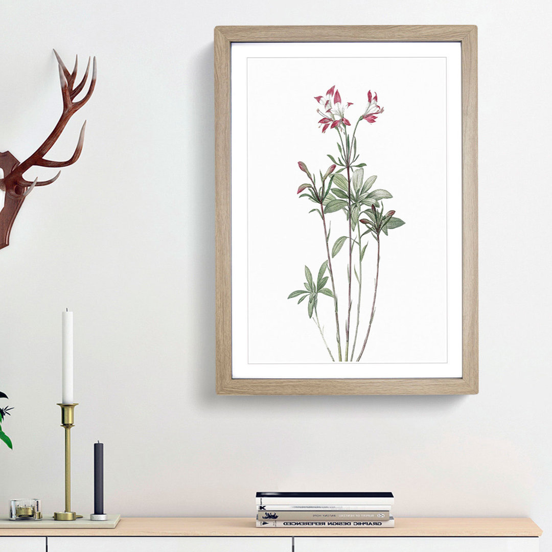 Lily of the Incas by Pierre-Joseph Redoute - Picture Frame Painting Print