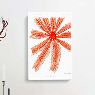 Starfish by Albert I - Wrapped Canvas