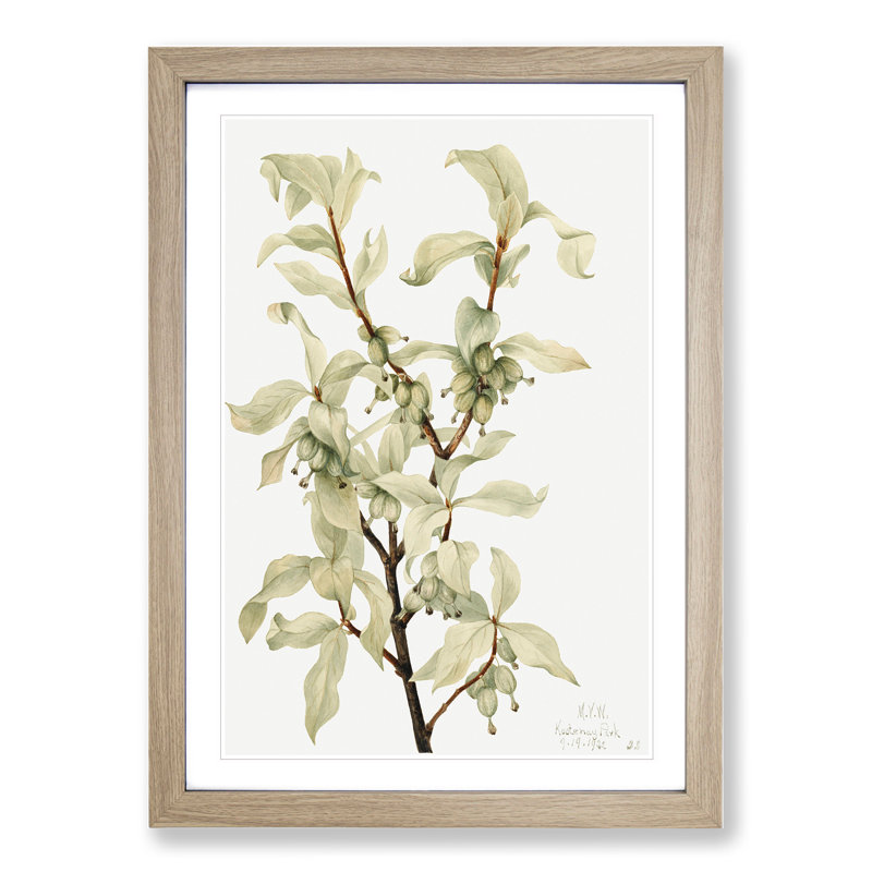 Silverberry by Mary Vaux Walcott - Framed Print, 36cm H x 27cm W x 2cm D, Oak Framed