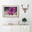 Purple Daisy - Picture Frame Painting Print-56758394-56758395