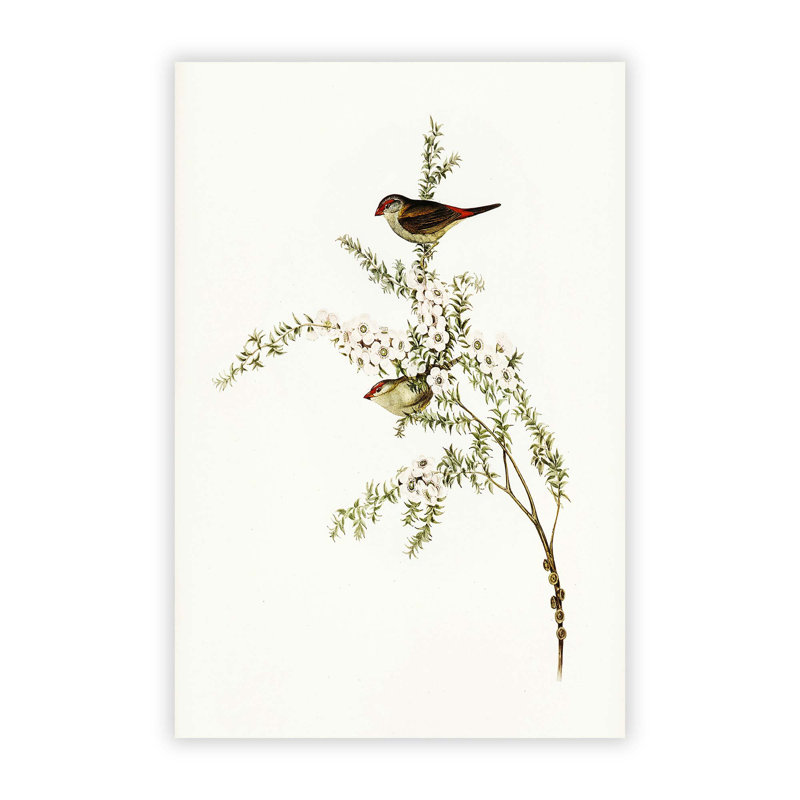 Red-Eyebrowed Finch Birds by Elizabeth Gould - No Frame Painting, 59.4 cm H x 42 cm W