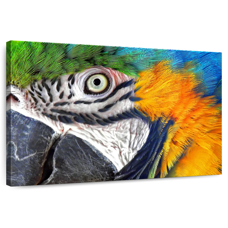 Brampt Macaw Eye, H 16 po x l 24 po