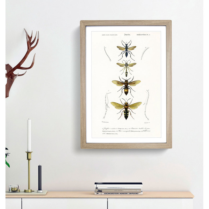 Wasp Illustrations PL. 2 by Charles DOrbigny - Framed Print, 48cm H x 36cm W x 2cm D, Oak Framed