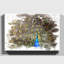 Peacock Bird - Wall Art-23164662-23740321
