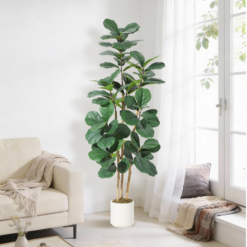 Plant, 90cm H x 90cm W x 180cm D