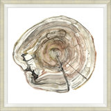 Tree Rings 3 Print