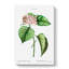 Chinese Glory Bower Flowers by Pierre-Joseph Redoute - Wrapped Canvas-55371390