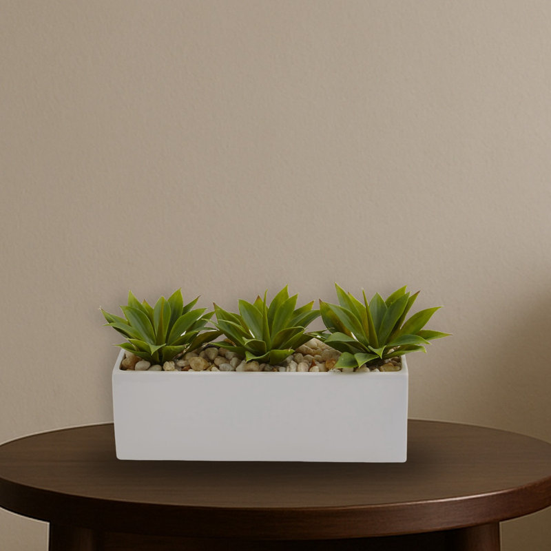 Agave Succulent in Rectangular Planter