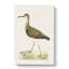Green Sandpiper by Von Wright - Wrapped Canvas-55310240