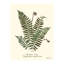 Pressed Botanical Set by Sandy Whitaker-1772074533
