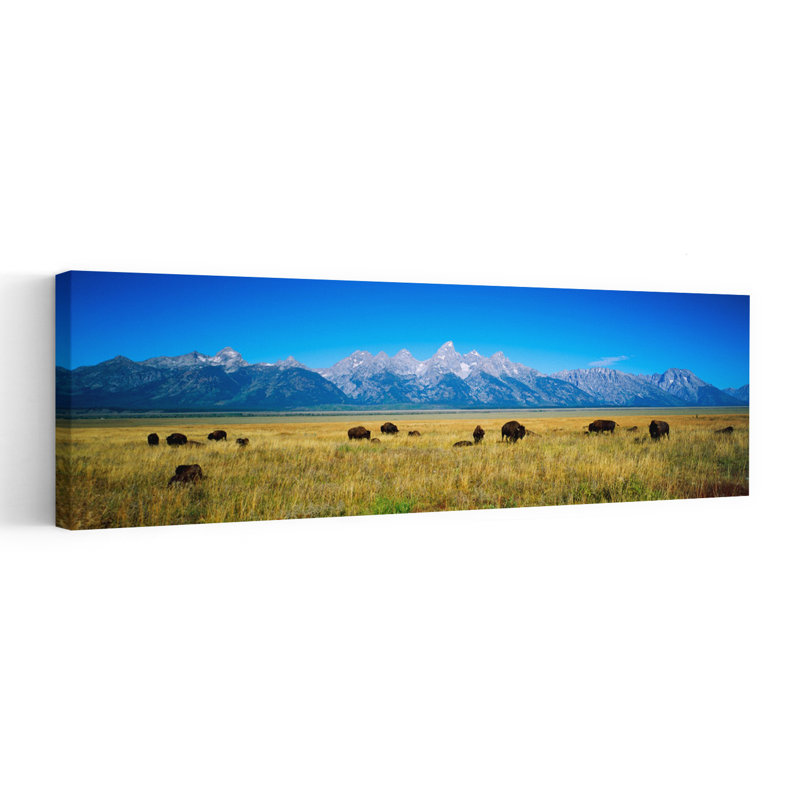 Field Of Bison With Mountains In Background Grand Teton National Park Wyoming USA by Appropriate Photography - Wrapped Canvas Panoramic Print