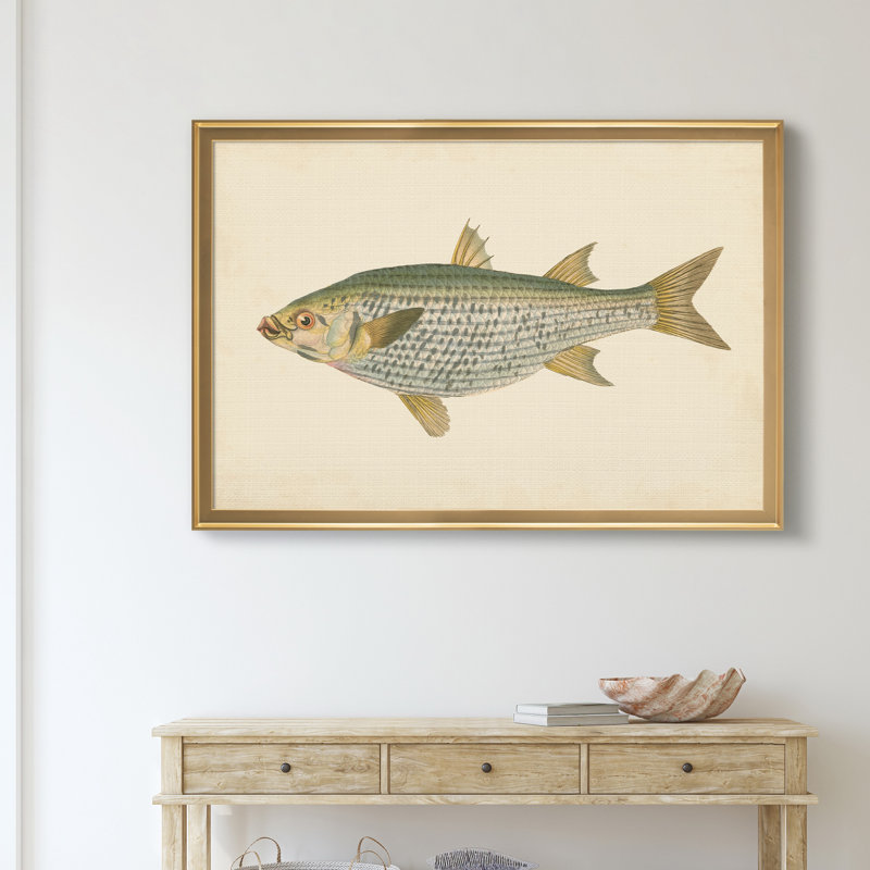 " Donovan Antique Fish IV ", Gold, 18.5" H x 24.5" W x 1.5" D
