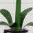 Amaryllis Silk Arrangement with Vase