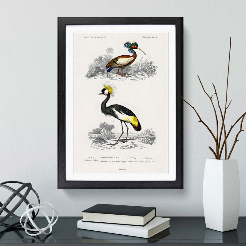 Bird Illustrations PL. 9 by Charles d Orbigny - Framed Print, Black Framed, 45cm H x 33cm W x 2cm D