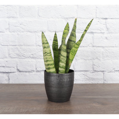 Live Zeylancia Snake Plant in Classic Pot