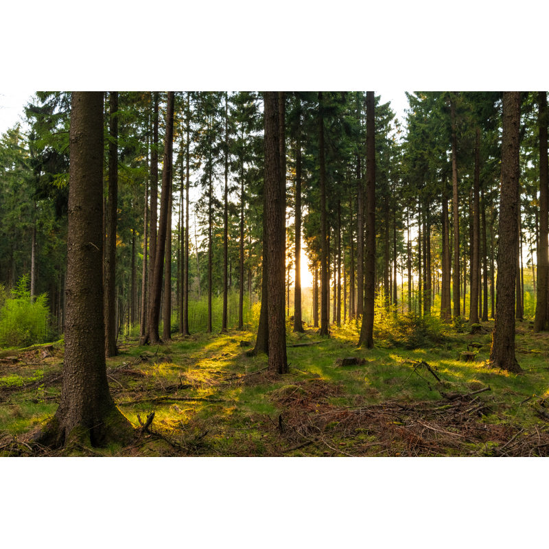 Spring Forest In Germany - Wrapped Canvas Print, 20cm H x 30cm W x 3.8cm D