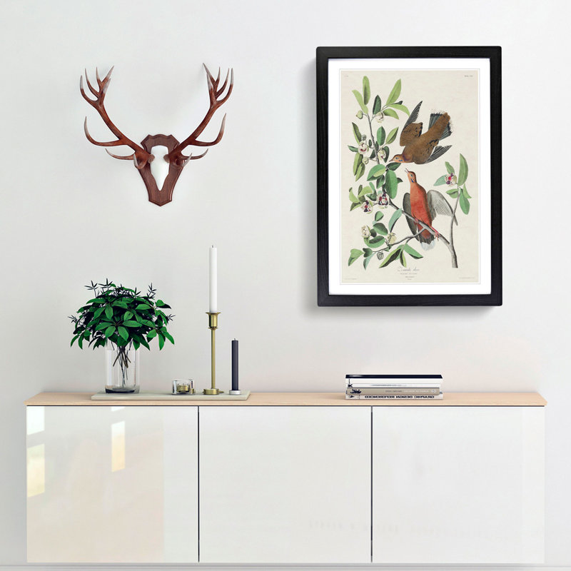 Lenaida Doves by John James Audubon - Picture Frame Painting Print, 65cm H x 48cm W x 2cm D, Black Framed