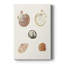 Pastel Knorr Shells VIII -Gallery Wrapped Cavas-108826817