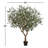 98" Artificial Olive Tree in Pot