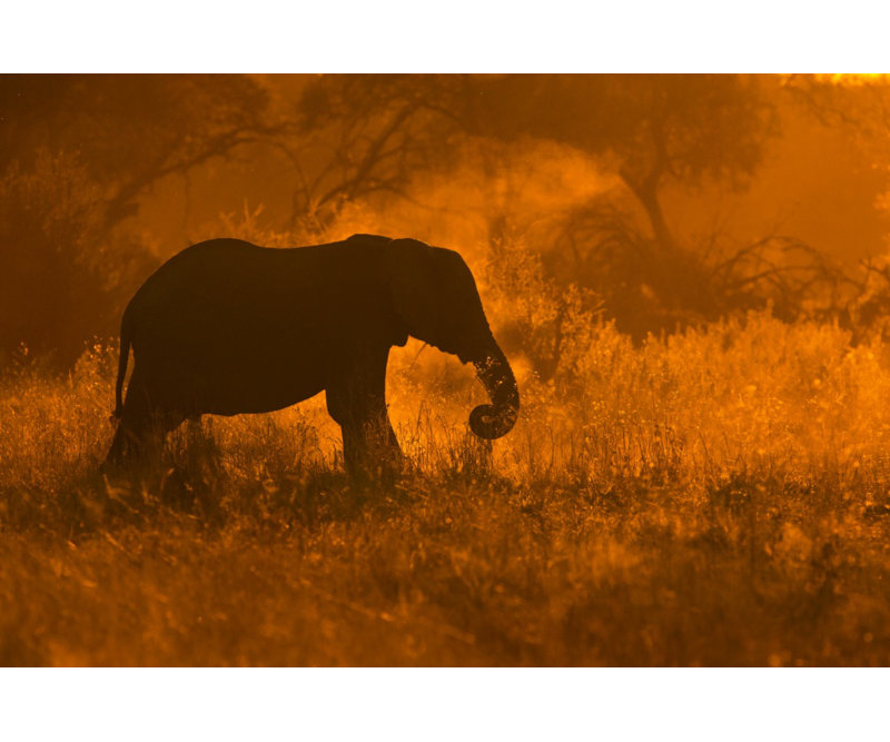 Elephant in Savute Canvas Print, 76.2 cm H x 50.8 cm W