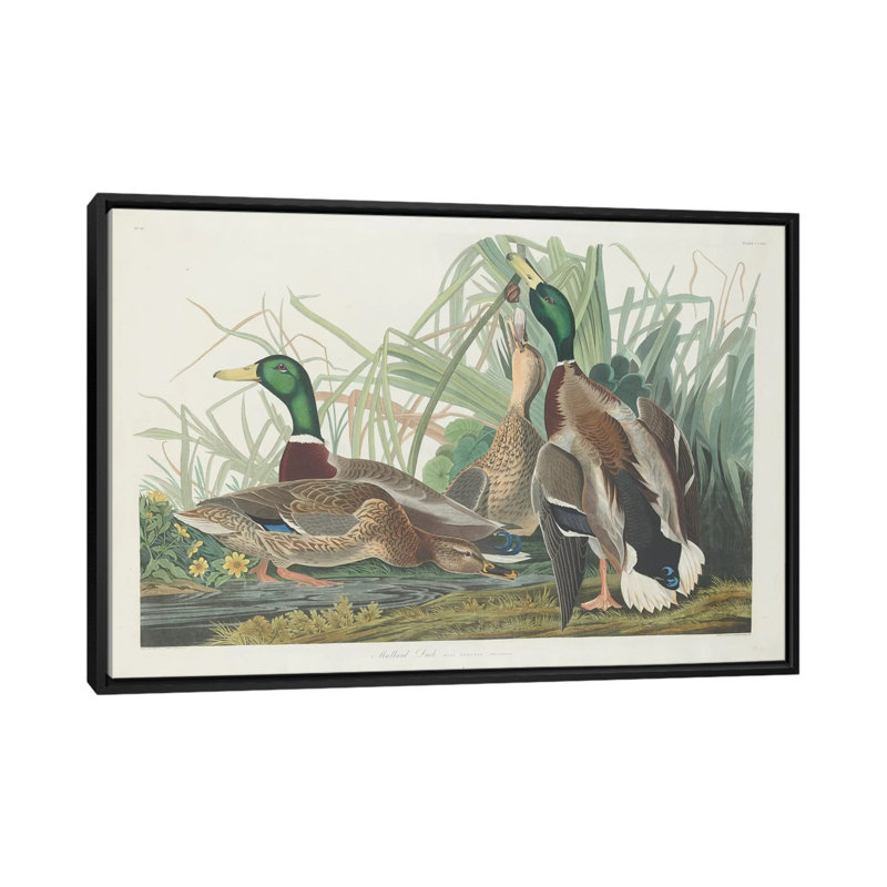 « mallard duck », impression sur toile, H 18 po x l 26 po x P 1,5 po, Toile avec cadre noir, Pas de tapis