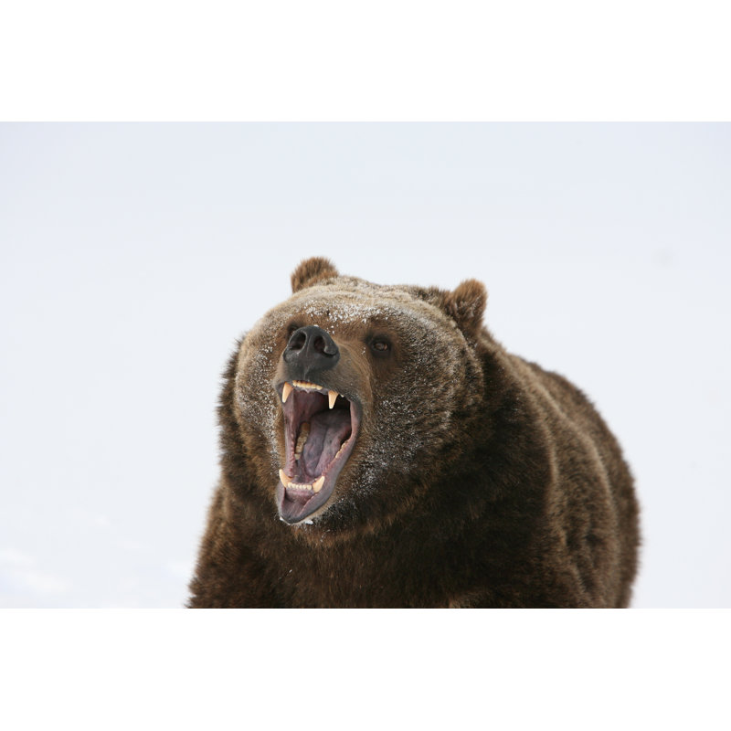 Grizzly Bear Growling by Through-my-lens - Wrapped Canvas Print, 20cm H x 30cm W