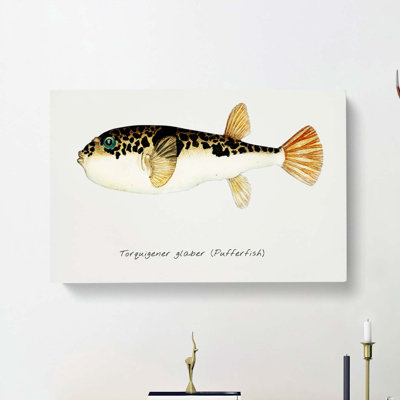 Illustration of a Pufferfish by F.E. Clarke - Wrapped Canvas