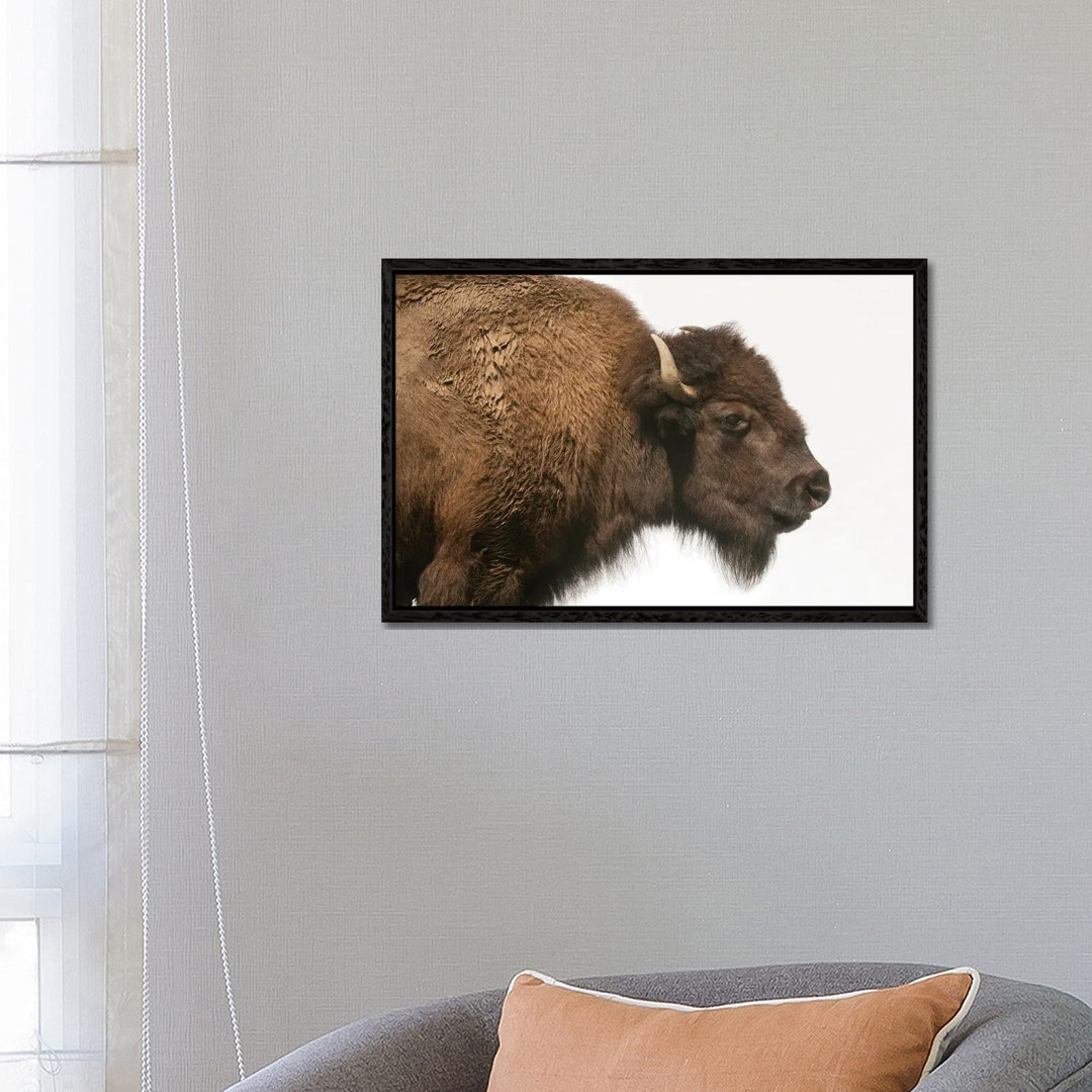 Bison Mother & Calf Graze At The Tallgrass Prairie Preserve Near Pawhuska, Oklahoma II von Joel Sartore - Gallery-Wrappe...