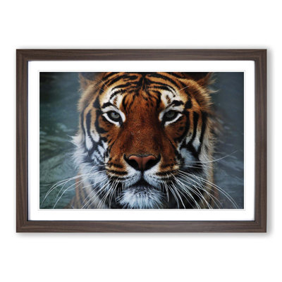 Tiger 8 Framed Photographic - Framed Print
