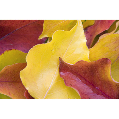 Fall-Coloured Leaves - Wrapped Canvas Print