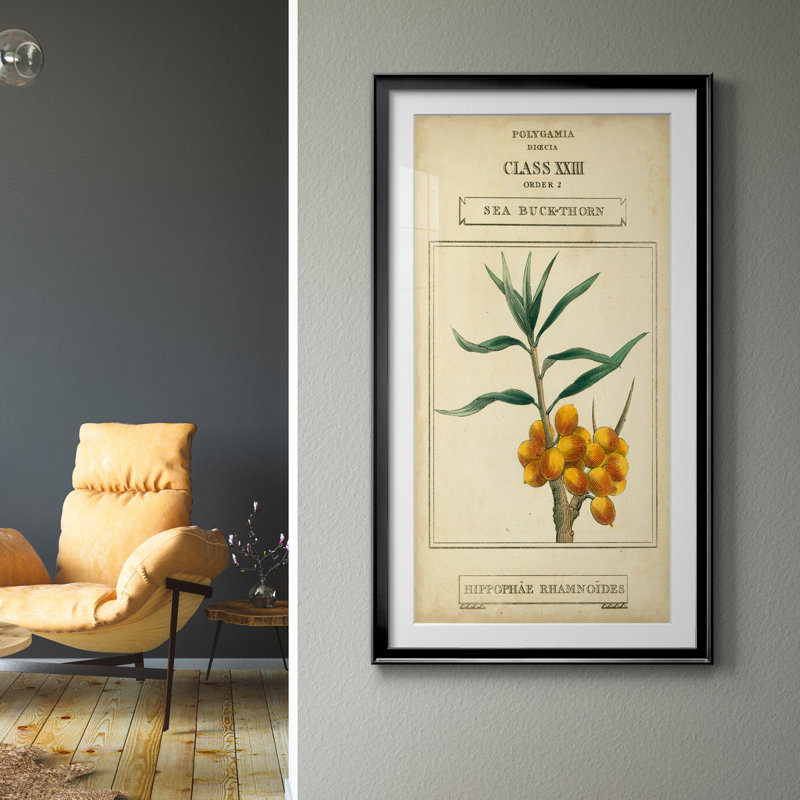 " Linnaean Botany III " Painting Print, Black Framed, 26.5" H x 14.5" W x 1" D